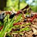 8 Types of Ants in Virginia: Discover the Diverse World of Ants 13 types of ants in virginia