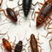 Types of Roaches in Florida: Identification Guide with Prevention Tips 13 types of roaches in florida